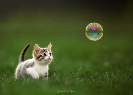 Обои на рабочий стол Котенок смотрит на мыльный пузырь, фотограф Suzy Mead