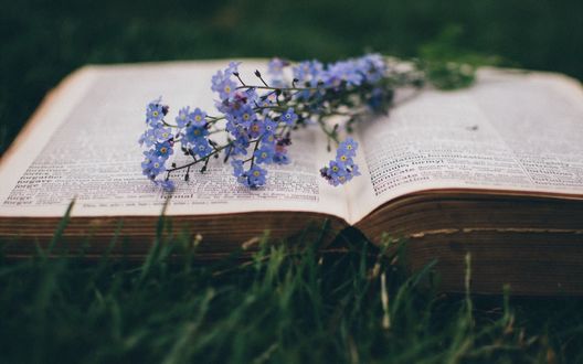 Обои на рабочий стол Букетик голубых незабудок лежит на открытой книге