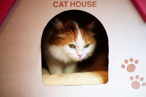 Обои на рабочий стол Бело-рыжий кот в домике (cat house / кошачий дом)