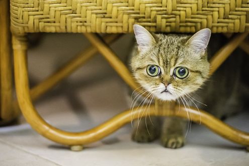 Обои на рабочий стол Короткошерстный котенок экзотической породы устроился под стулом
