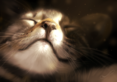 Обои на рабочий стол Портрет спящего котика, by Martith