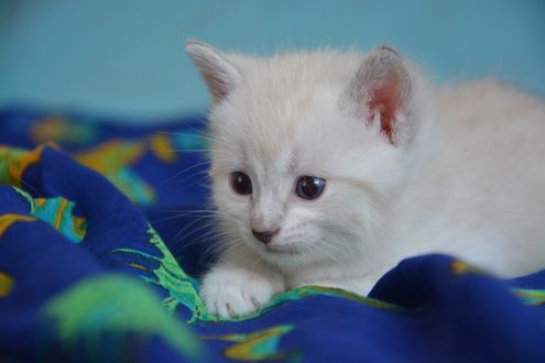 Обои на рабочий стол Пушистый котенок на одеяле, размытый фон