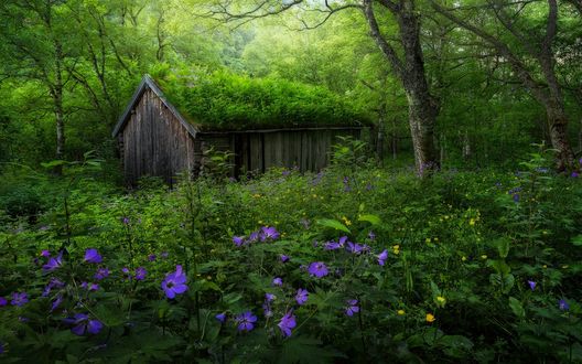 Обои на рабочий стол Маленький домик в лесу, заросший мхом, фотограф Haakon Nygaard