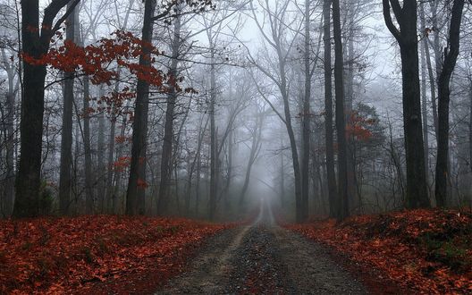 Обои на рабочий стол Дорога в осеннем лесу
