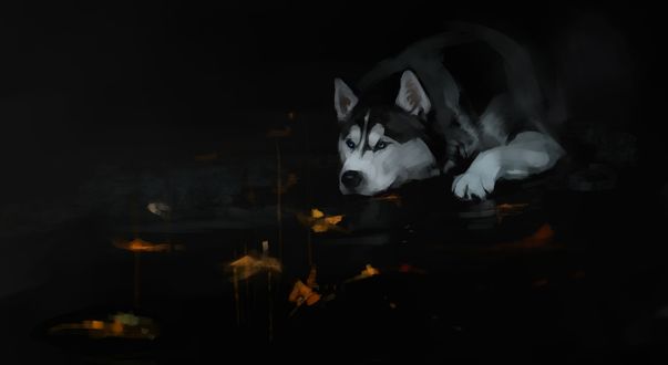 Обои на рабочий стол Портрет лежащего хаски, by SalamanDra-S