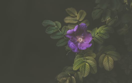 Обои на рабочий стол Куст с фиолетовым цветком, фотограф Alex Blаjan