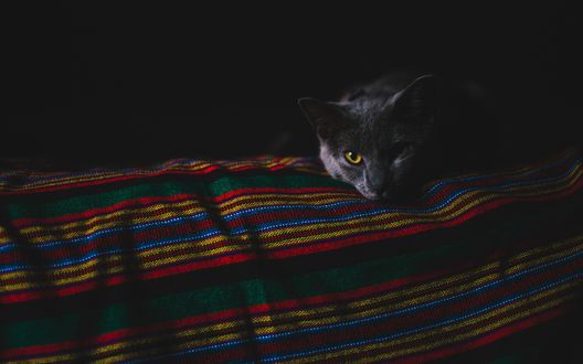 Обои на рабочий стол Пепельный кот лежит на разноцветном, полосатом покрывале, фотограф Alexander Ramsey