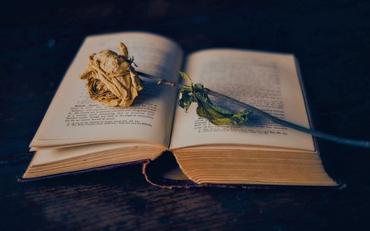 Обои на рабочий стол Засохшая роза лежит на раскрытой книге