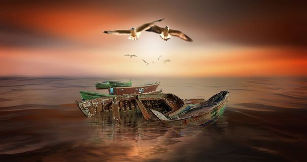 Обои на рабочий стол Чайки над старыми лодками на воде, фотограф Nasser Osman