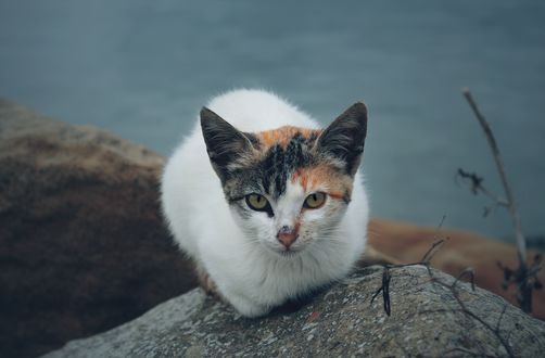 Обои на рабочий стол Белый с разноцветной мордочкой кот, фотограф Aziz Acharki