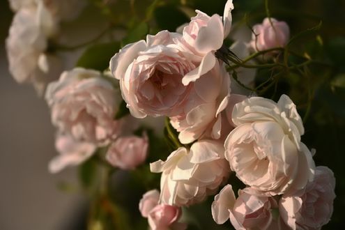 Обои на рабочий стол Кремовые розы, by naruo0720