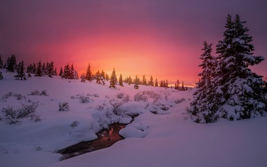 Обои на рабочий стол Заснеженные деревья под вечерним небом, фотограф Allan Pedersen