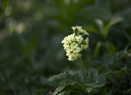 Обои на рабочий стол Белый цветок с листьями, фотограф Gitta Sladiс