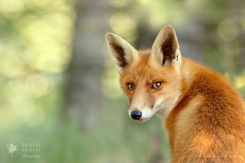 Обои на рабочий стол Лиса, обернувшись, смотрит на нас, фотограф Roeselien Raimond