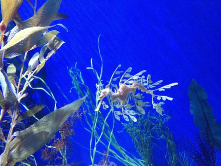Обои на рабочий стол Белый морской конек под водой