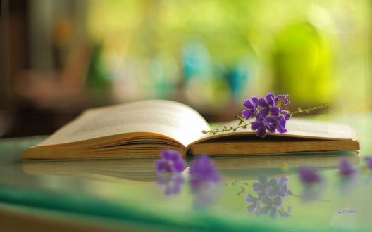 Обои на рабочий стол Маленькие сиреневые цветы на раскрытой книге
