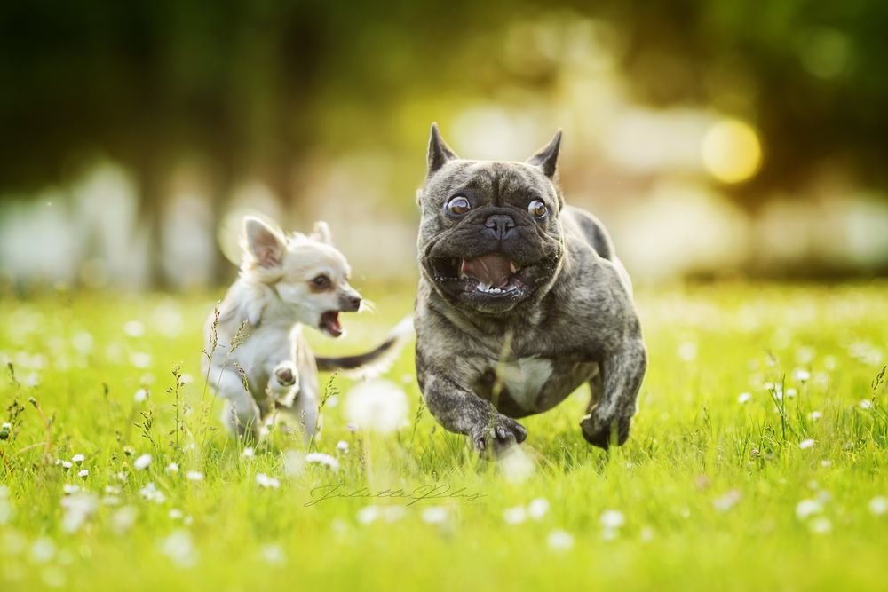 Обои для рабочего стола Два счастливых пса играют в траве