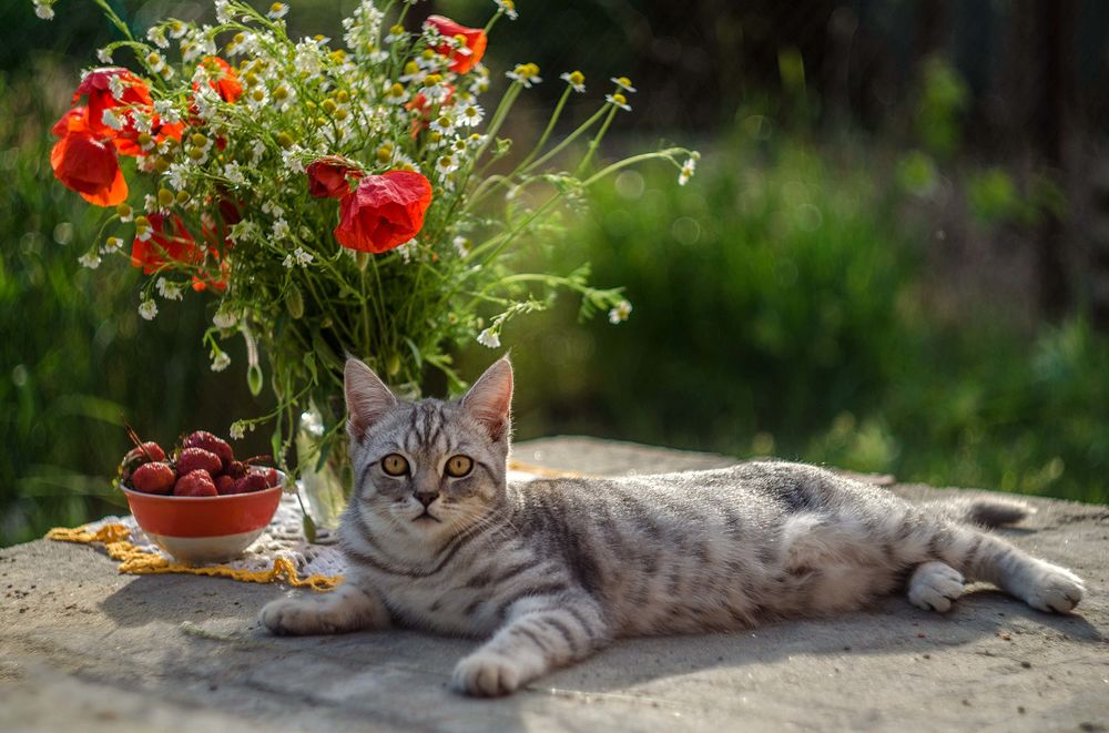 Обои для рабочего стола Кошка лежит на полянке с клубникой в тарелке и с маками в вазе, фотограф Лилия Немыкина