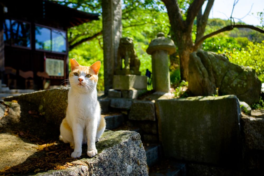 Обои для рабочего стола Бело-рыжая кошка сидит на ступенях у храма, Япония / Japan