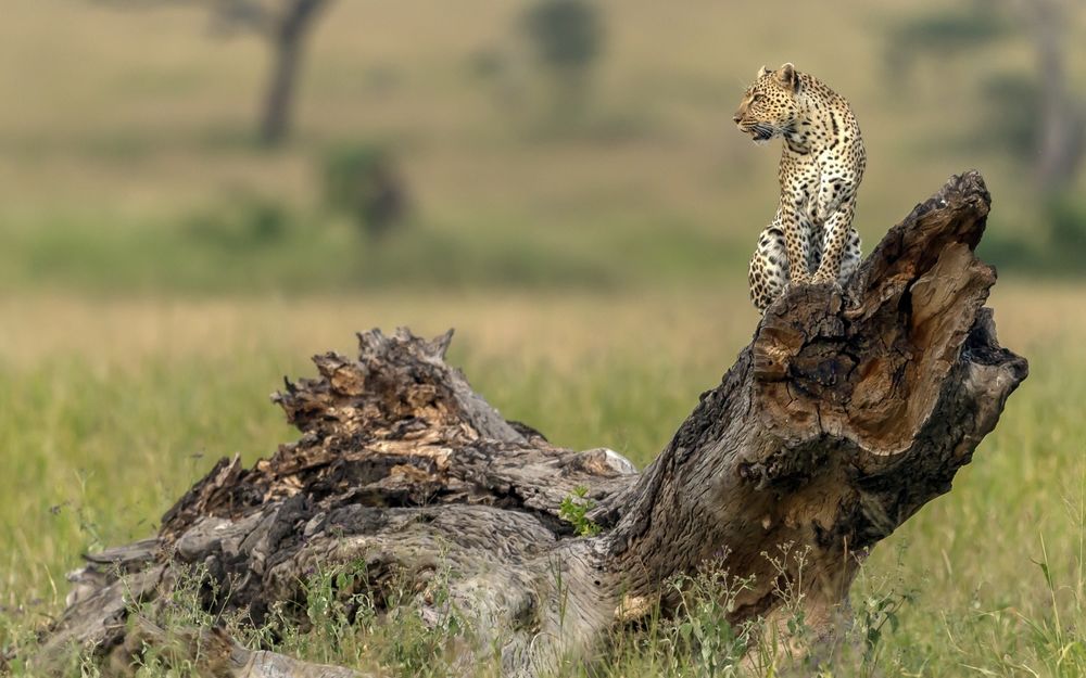 Обои для рабочего стола Леопард сидит на высохших корнях дерева на размытом фоне