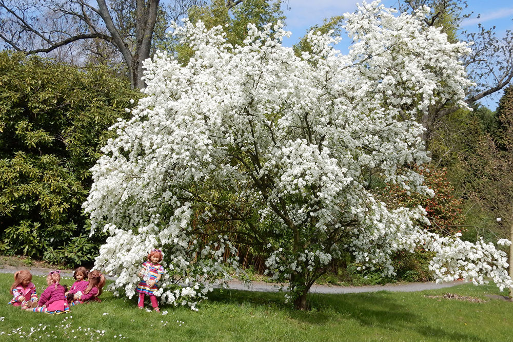 Обои для рабочего стола Дети играют в парке под цветущем деревом, Grugapark в Эссене, Германия