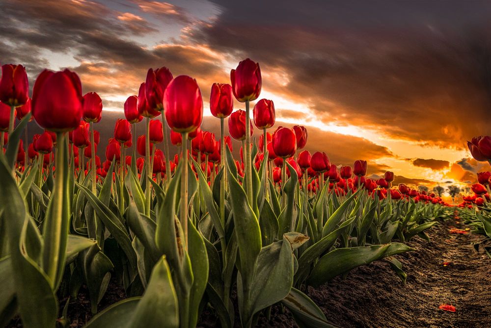 Обои для рабочего стола Поле красных тюльпанов под мрачным облачным небом, фотограф Mario Calma