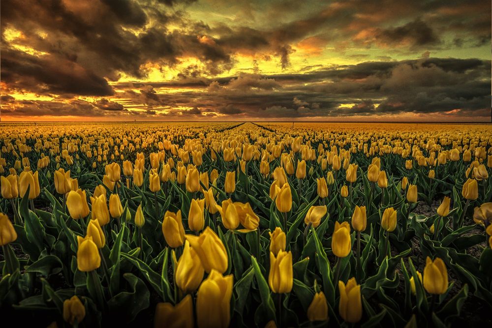 Обои для рабочего стола Поле желтых тюльпанов под облачным небом, фотограф Mario Calma