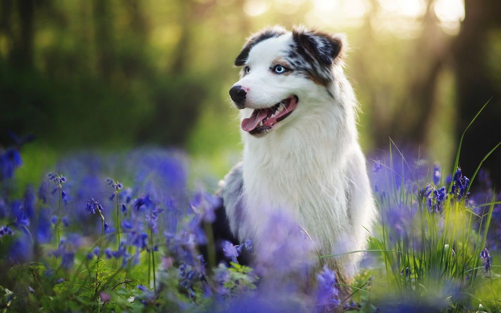 Обои для рабочего стола Собака сидит на поляне с синими цветами