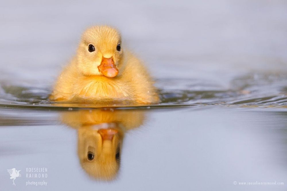 Обои для рабочего стола Утенок на воде, фотограф Roeselien Raimond