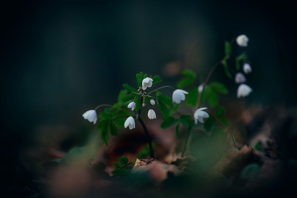 Обои для рабочего стола Белые цветочки на размытом фоне, by 3DogPhoto