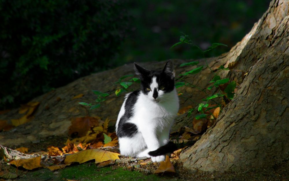Обои для рабочего стола Черно-белая кошка сидит у дерева