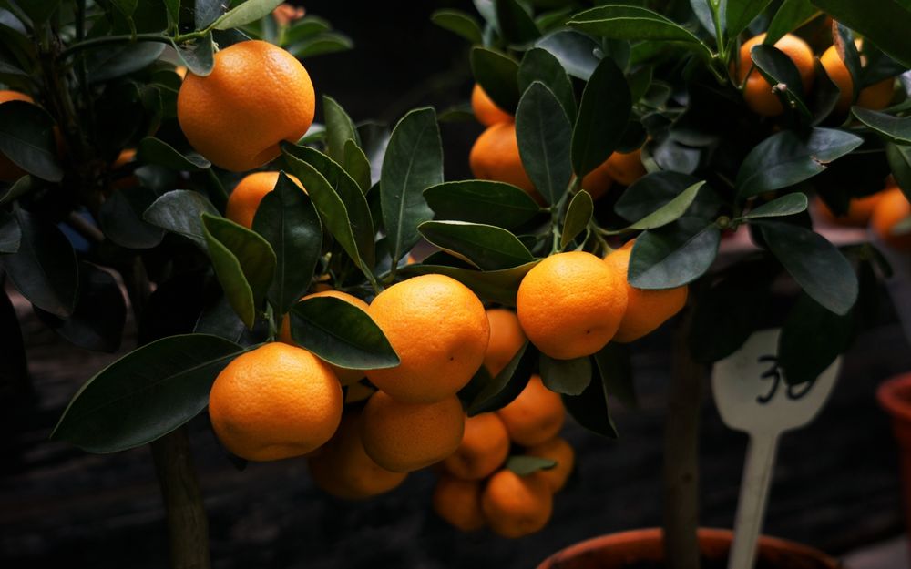 Обои для рабочего стола Ветки мандаринового дерева со спелыми плодами