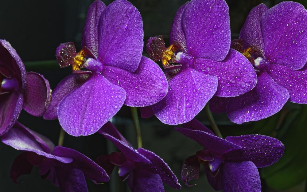 Орхидея Фото Цветов Крупным Планом