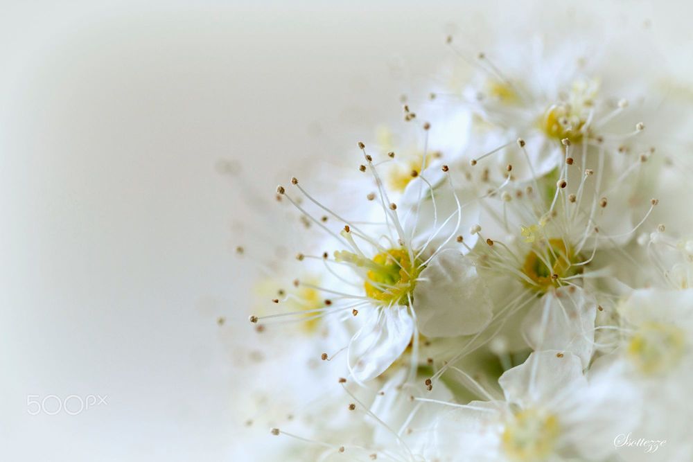 Обои для рабочего стола Белые цветы спиреи. Фотограф Sonata Zemgulienе