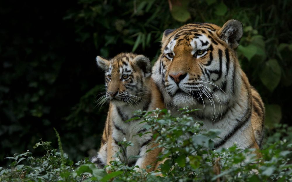 Обои для рабочего стола Тигрица с тигренком сидят на опушке леса на цветущей полянке