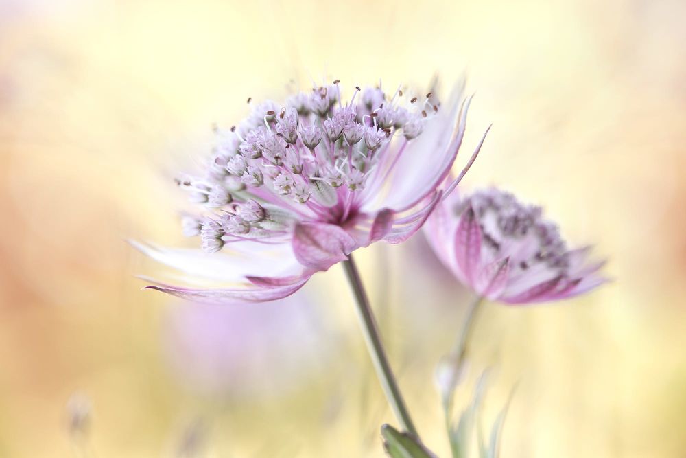 Обои для рабочего стола Нежно розовый цветок на размытом фоне, фотограф Mandy Disher