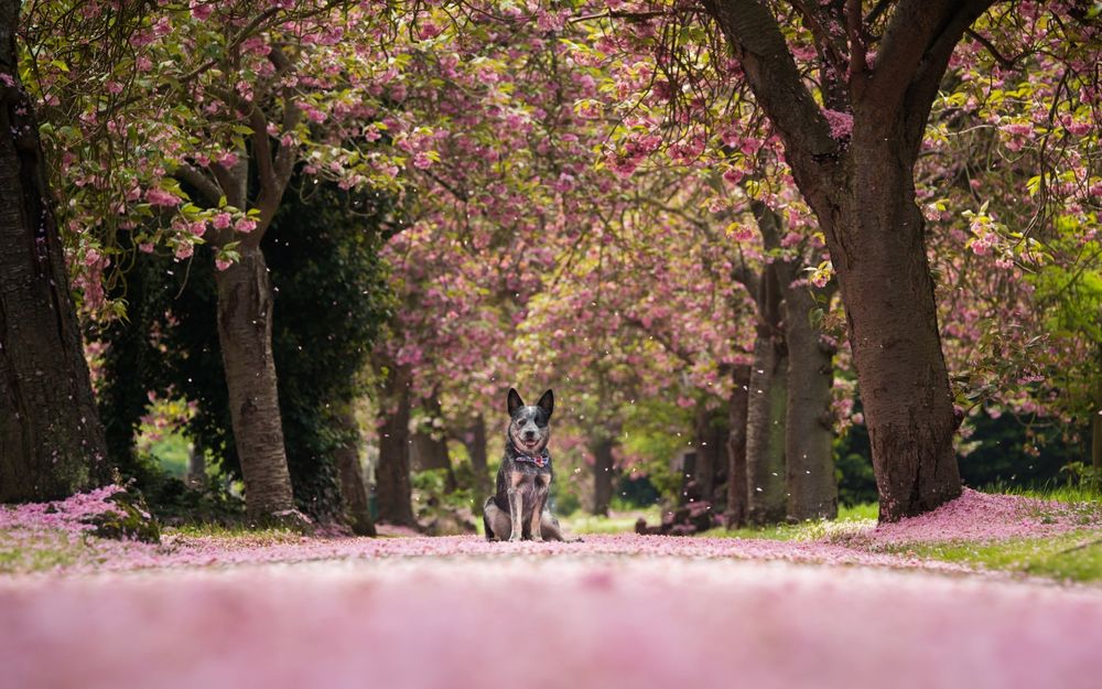Обои для рабочего стола Австралийская пастушья собака сидит на дороге под цветущими деревьями сакуры