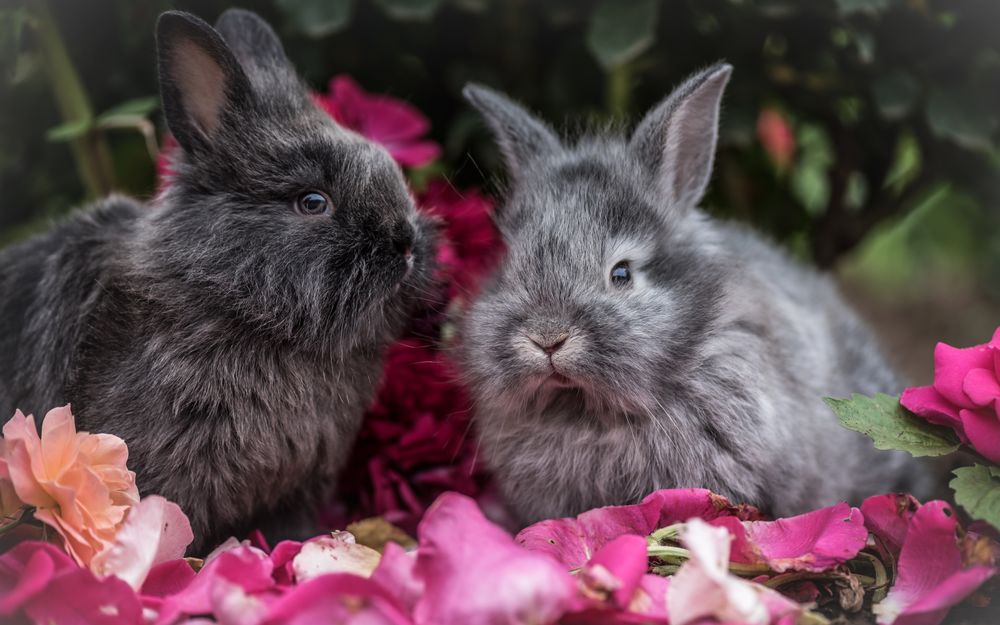 Обои для рабочего стола Пушистые кролики сидят среди лепестков роз, фотограф Alex Blаjan