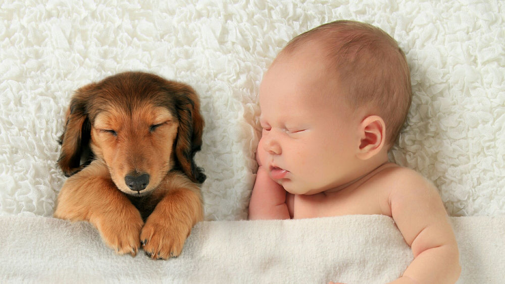 Обои для рабочего стола Спящие ребенок и щенок на белом одеяле
