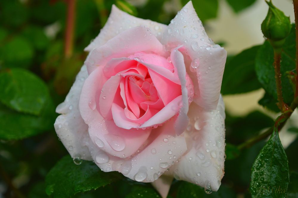 Обои для рабочего стола Розовая роза в каплях росы, by MamaMika
