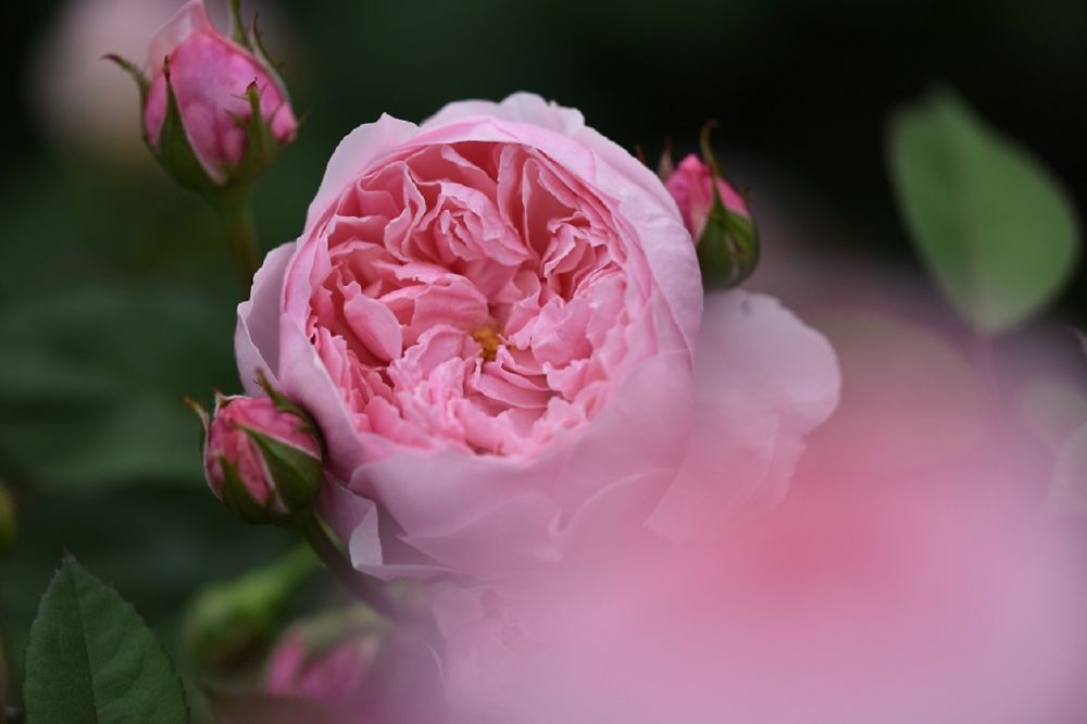 Обои для рабочего стола Розовая роза и бутоны, by naruo0720