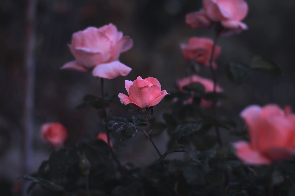 Обои для рабочего стола Розовые розы на размытом фоне, фотограф Yousef Espanioly