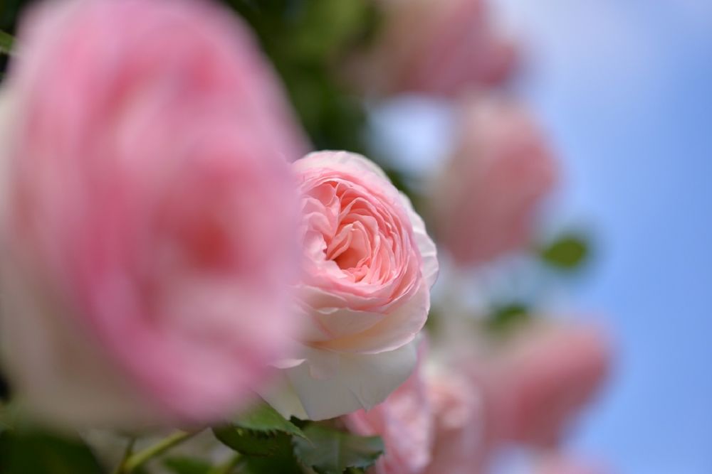 Обои для рабочего стола Розовые розы, by naruo0720