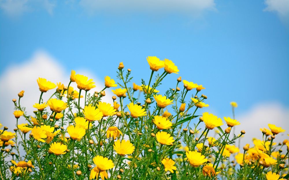 Желтые полевые цветы - красивые фото