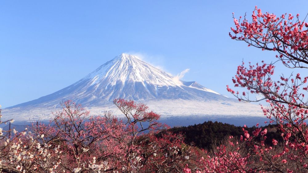 Обои на рабочий стол Цветение сакуры на фоне вулкана Фудзияма, Япония /  Fuji, Japan, обои для рабочего стола, скачать обои, обои бесплатно