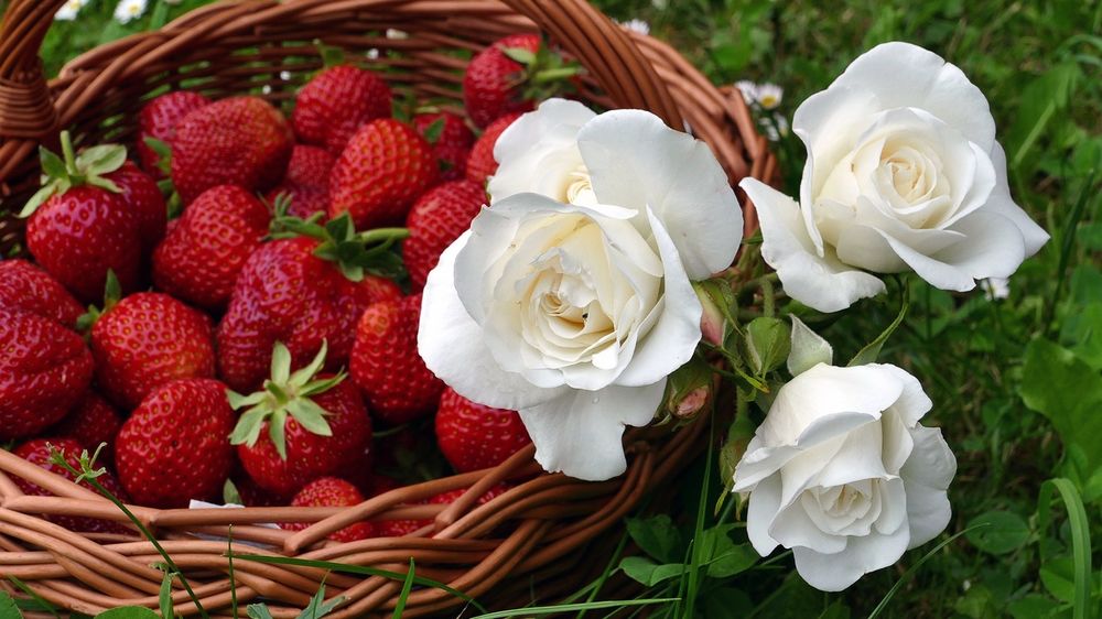 Обои для рабочего стола Корзина с ягодами клубники и белые розы