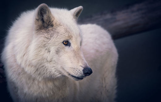 Обои на рабочий стол Портрет волка из зоопарка San Diego Zoo, California / Сан-Диего, Калифорния, фотограф Stephen Moehle
