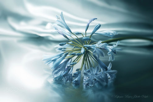 Обои на рабочий стол Голубой цветок крупным планом, фотограф Lafugue Logos