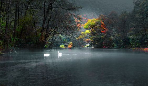 Обои на рабочий стол Лебеди на реке Bosnia, Sarajevo, Bosnia / Босния, Сараево, Босния, фотограф Mevludin Sejmenovic