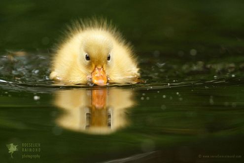 Обои на рабочий стол Уточка на воде, фотограф Roeselien Raimond
